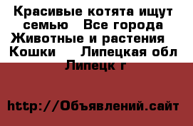 Красивые котята ищут семью - Все города Животные и растения » Кошки   . Липецкая обл.,Липецк г.